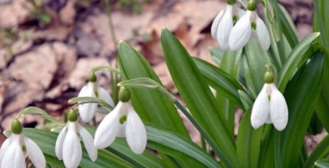 Стартує Всеукраїнська акція з охорони квітів-первоцвітів «Первоцвіт».